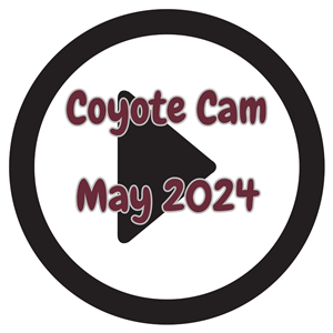 coyote cam may 2024